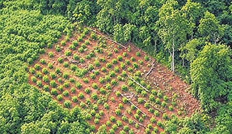 Police said the plantations had been systematically developed using irrigation facilities and fertilisers. 