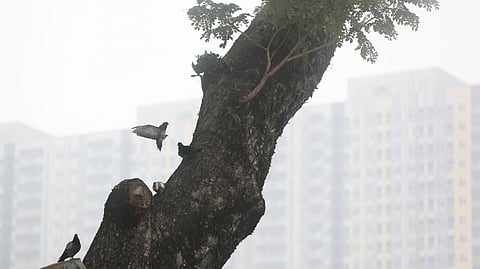 A pigeon flies as haze from wildfires shrouds the city of Medan, North Sumatra, Indonesia, Thursday, Oct. 15, 2026.
