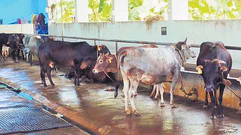 Kasaragod Kullan variety cows at the state government’s cattle farm at Bela near Badiadka in Kasaragod. 