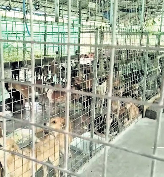 Unauthorised private dog shelter in Thiruvananthapuram served stop memo
