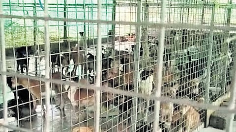 Stray dogs kept at an illegal shelter in Kuttichal panchayat