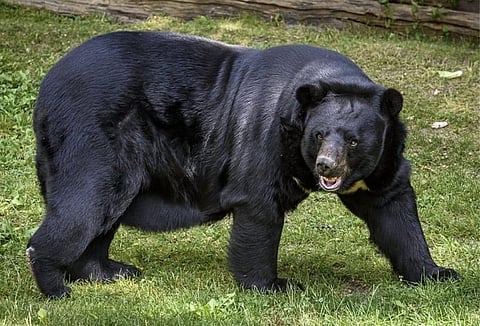 India is home to four bear species - Himalayan brown bear, Asiatic black bear, sloth bear and sun bear. 
