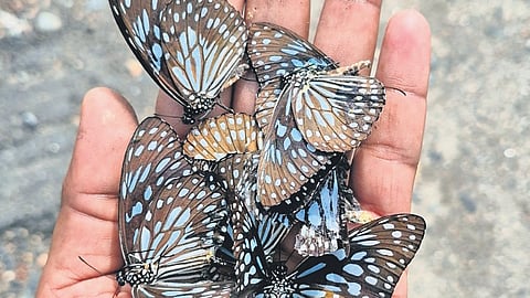 Blue Tiger butterflies spotted during the seasonal migration 