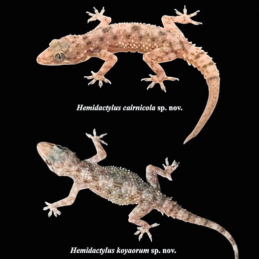Two new gecko species add to Telangana’s reptile riches