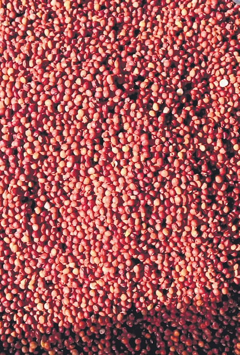 Tandur red gram, popularly known as Tandur Toor Dal, became Telangana’s first agricultural product to receive a GI tag in December 2022. 