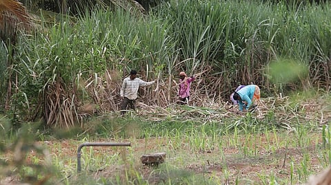 On demands for the State Government to contribute financially towards the support price for sugarcane, Shivakumar said the matter could be discussed, adding that the government had to consider the interests of all categories of farmers in the state.