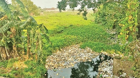 The Jamboo canal filled with water hyacinth.