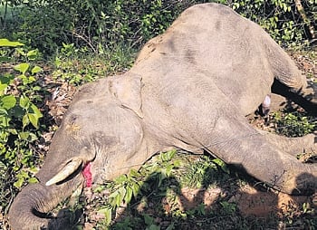 Sources said the elephant was found lying dead alongside a farm plot at Tungritoli in the morning. 