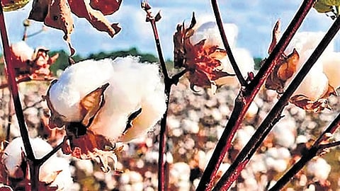 The study found that 98.2% of field samples contained at least one genetically modified (GM) trait.