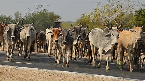 cattle