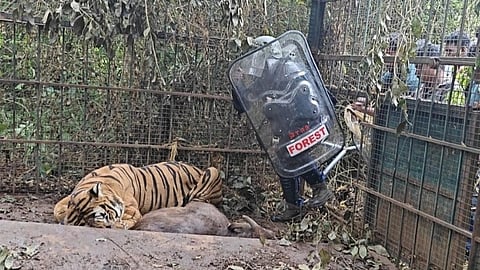 After the tiger was found lying inside the cage in an apparently semi-conscious state, a forest department staff member wearing protective gear approached the animal.