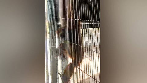 Lar gibbons are primates listed in the CITES Appendix I.