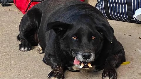Goofy, who emerged as the winner of Fat Dogs of BLR