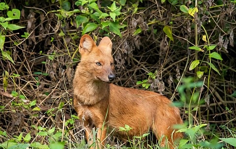 Dholes are found in several parts of India, including the Western and Eastern Ghats, central India and the Northeast.