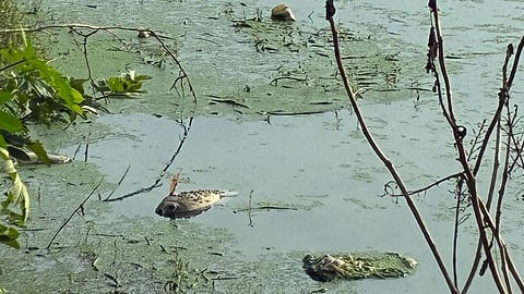 Panchayat Development Officer Muralidhar said the local body noticed the dead fish last week and informed the pollution board and was assured that water samples will be taken for testing.