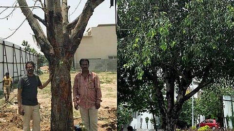 The network grew organically, with people contacting him whenever they wanted a tree or could offer space for one.