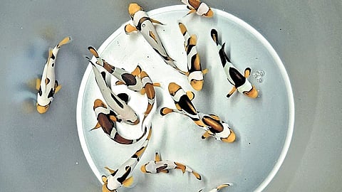 Clownfish reared by Irula tribal women of Pulicat 