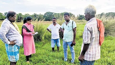 Receding floodwaters create a high-moisture environment that triggers rapid growth of aggressive wild grasses and attracts agricultural pests such as the swarming caterpillar. 