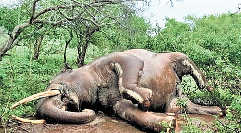 Forest staff found an unidentified woman dead near Sarkarpathi in Pollachi on Sunday. She is suspected to have been trampled by a wild elephant.