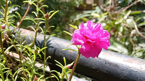 Blooms like clockwork: Tips for Thriving Table Roses in Your Garden