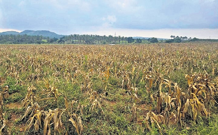 Amid drought, maize farmers stare at bleak prospects in Karnataka's Hassan