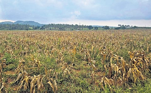 The withered maize crops in Dudda village near Hassan  