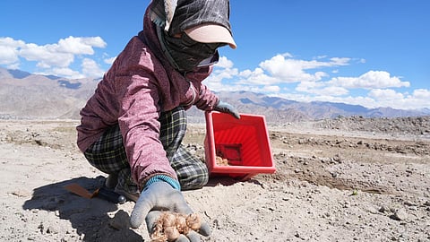 The Union Territory has also started experimenting with Saffron farming