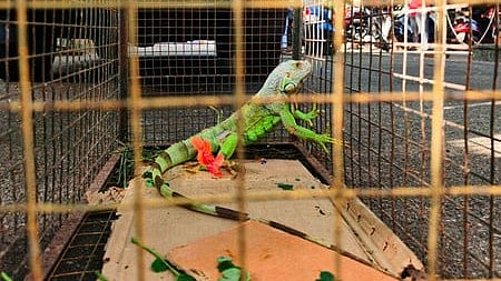 A pet-shop owner was arrested in Thiruvananthapuram last month for allegedly possessing a green iguana with a forged ownership certificate.