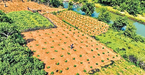 Aerial view of the cannabis farms destroyed during the drive.
