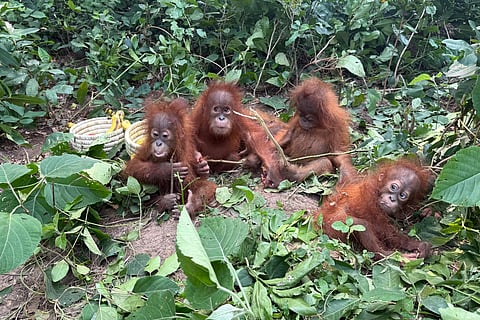 DFO Balasore Wildlife Division via AP