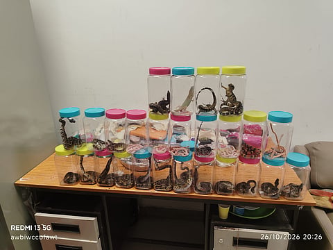 Customs officials arrested two passengers and seized 25 exotic species, including 16 ball pythons, five black-and-white degus and a snow iguana, from them.
