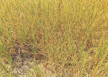 Affected paddy crops in Saunamura village under Balishankara block
