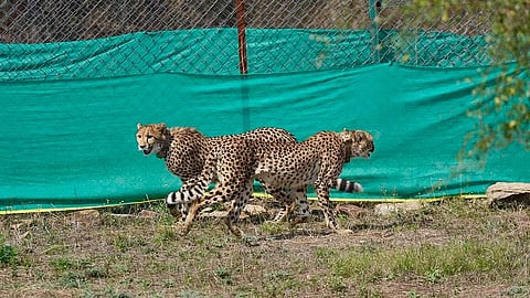 Nine cheetahs from Botswana were released into Madhya Pradesh’s Kuno National Park earlier this year