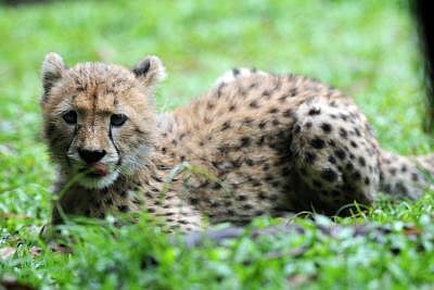  The Central Government has dispatched a high-level team to investigate the killing of a 19-month-old cheetah, known as KNG22, in Kuno National Park.