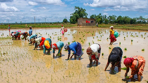 Congress alleged that the government’s per-acre input assistance scheme is an attempt to mislead farmers.