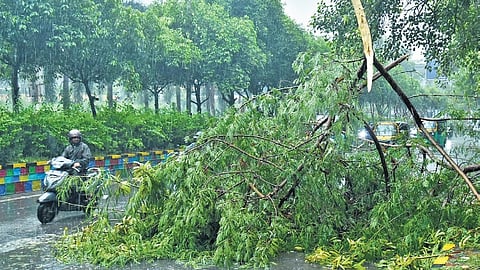 A broken tree branch which fell on the road in Vijayawada, obstructing vehicular traffic.