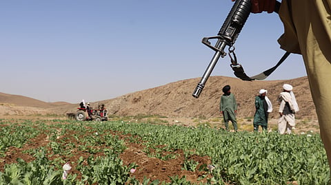 FILE -Taliban eradicate a poppy field in Washir, district of Helmand province, Afghanistan, May 29, 2022.