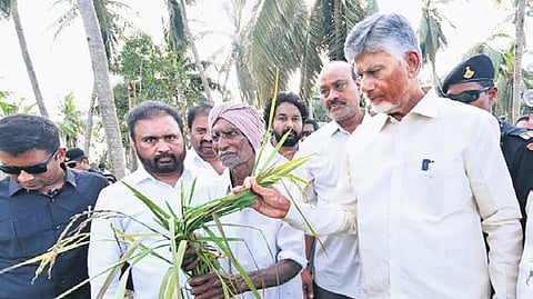 CM Naidu examines damaged crop in Ambedkar Konaseema district 