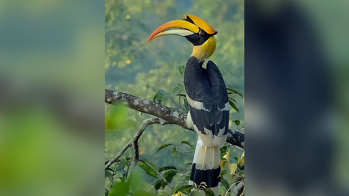 Uttarakhand's Rajaji Tiger Reserve is not only home to tigers but also ...