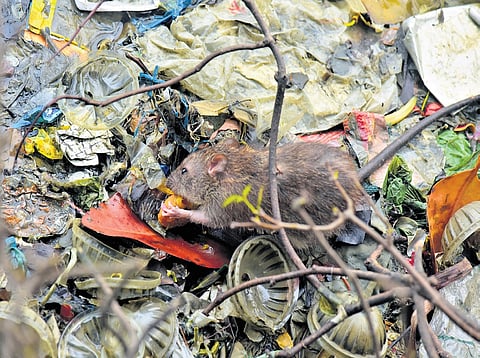 With diseases resurfacing Kerala, experts warn of outbreak