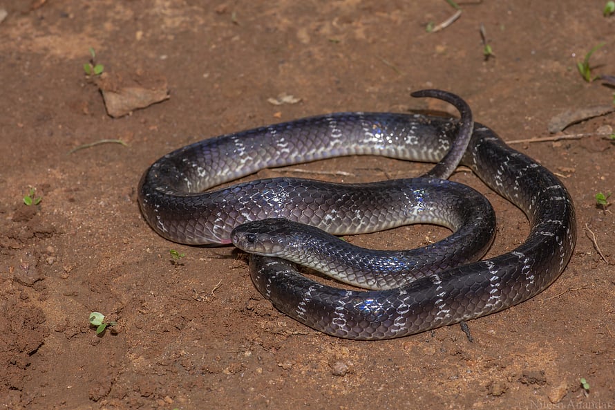 Madhya Pradesh study finds common krait bites during sleep account for ...