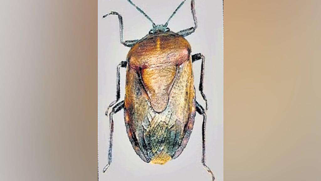 Edible bugs not just a delicacy in Northeast, have health benefits too