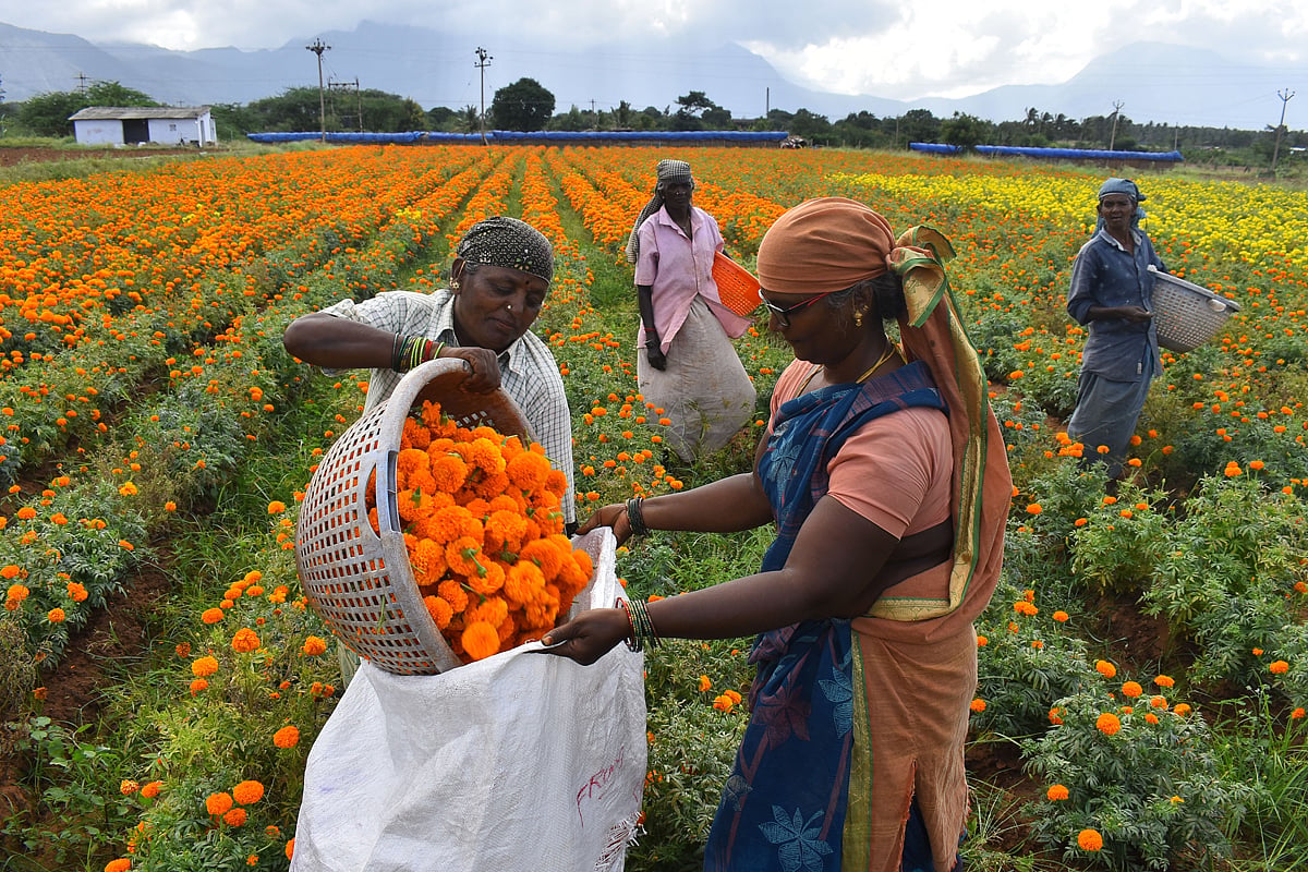 IN PICS | TN flower farmers face setback amid Kerala govt cancels