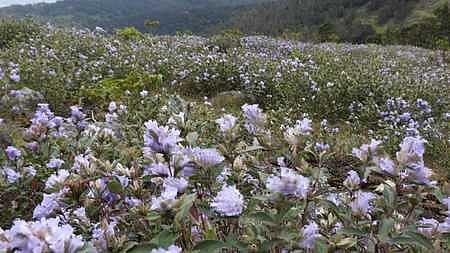 'To catch a glimpse Neelakurinji': Two Attappadi youngsters who lost ...