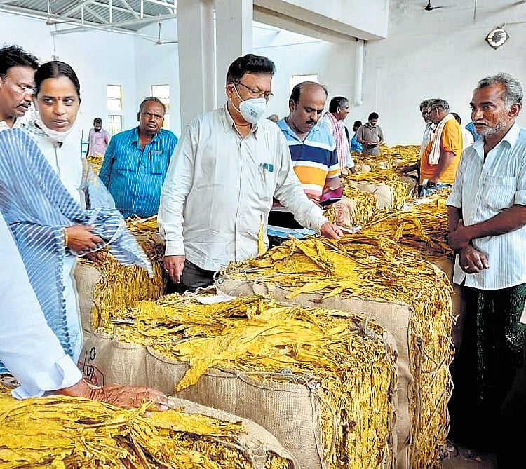tobacco auction Tobacco auction over the limits in Andhra Pradesh