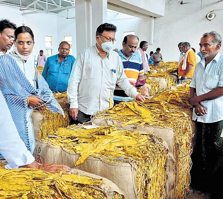 tobacco auction Tobacco auction over the limits in Andhra Pradesh tobacco auction Tobacco auction over the limits in Andhra Pradesh