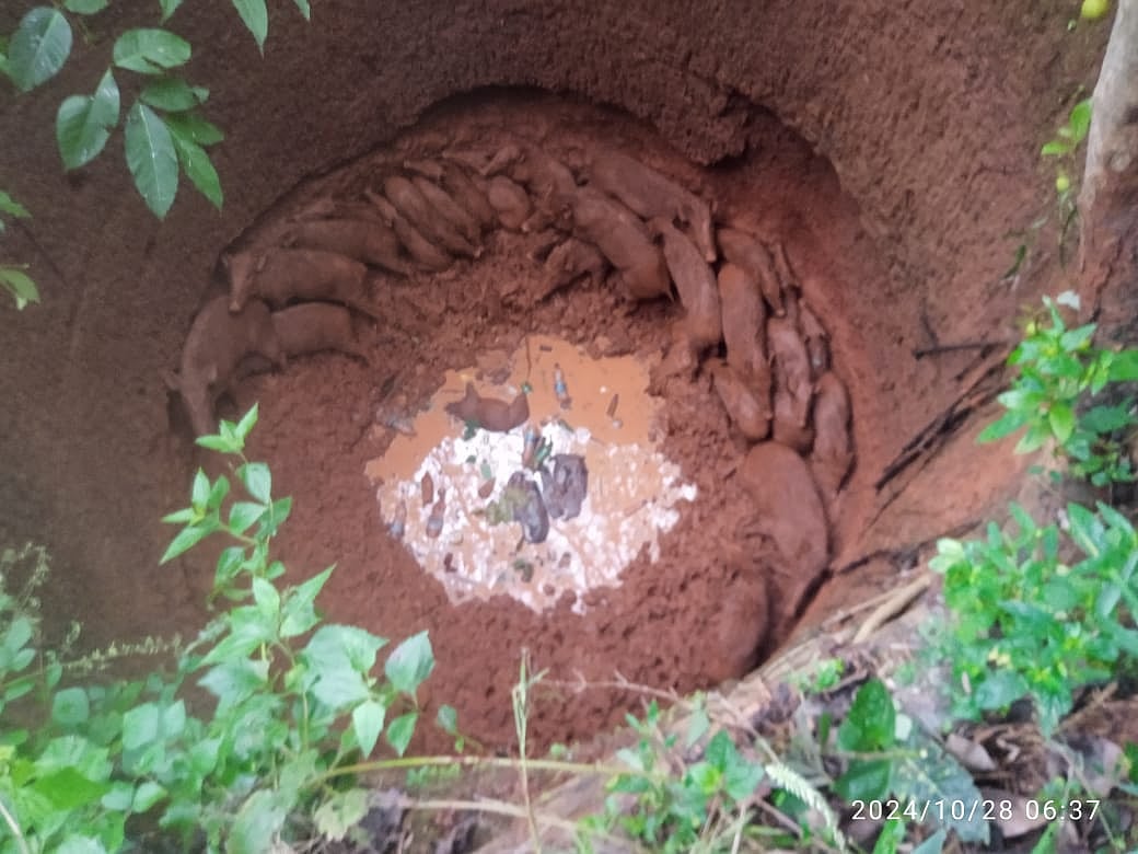 26 wild boars fall into uncovered well in Odisha's Keonjhar, rescued