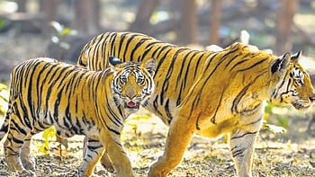 The great tiger road trip