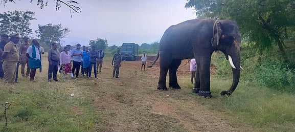 Kumki elephants from Karnataka to be deployed in Jharkhand to curb ...