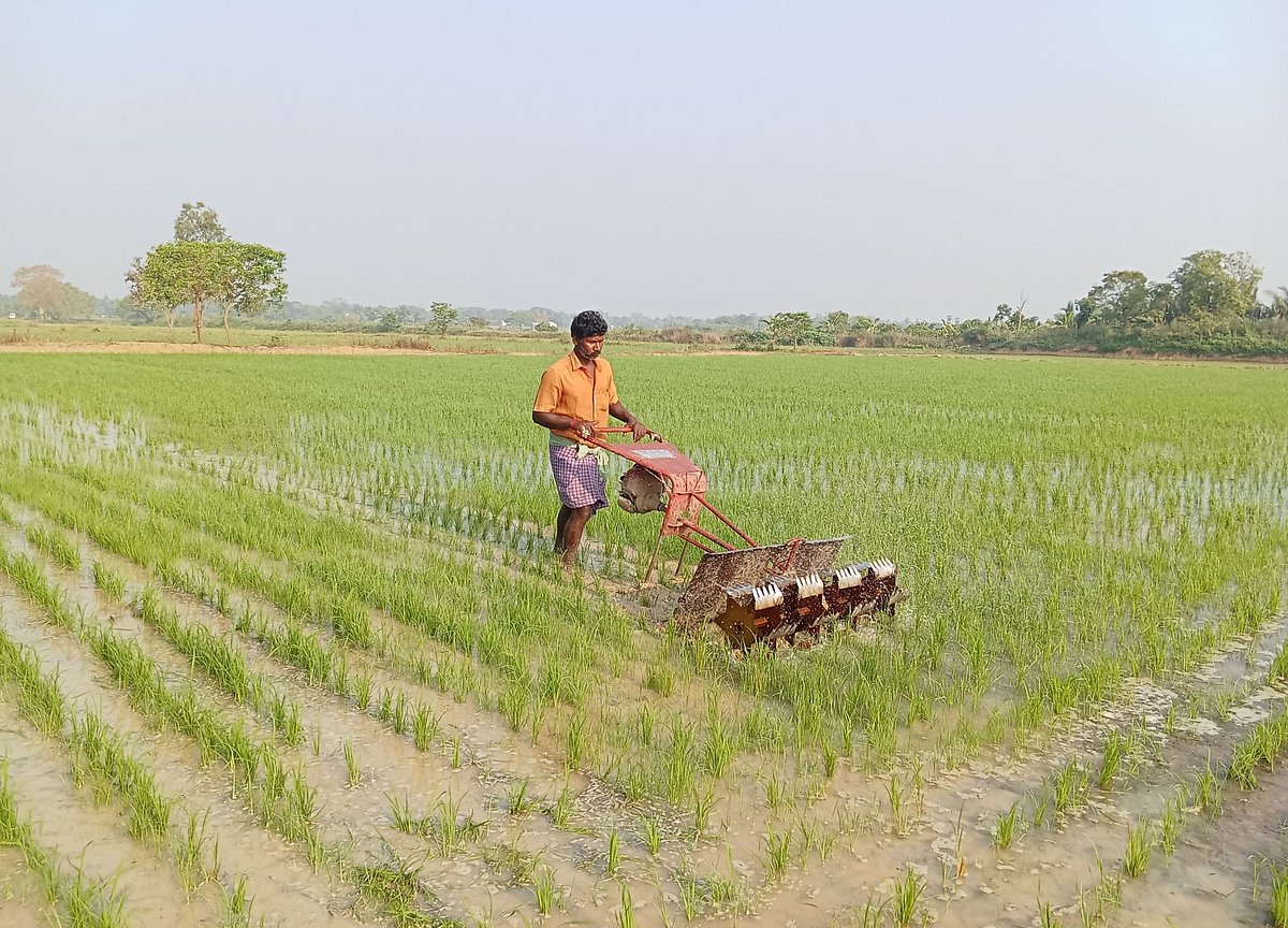 Summer paddy to be raised on 10,000 hectares in Thanjavur
